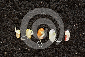 Top view of different been seeds germinating in soil