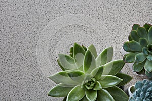 Top view of different types of Echeveria plants on a gray stone background