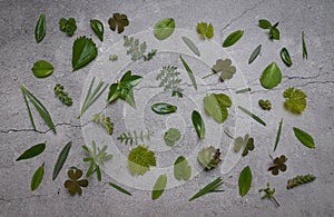 Top view of different types of green leaves on the stone surf