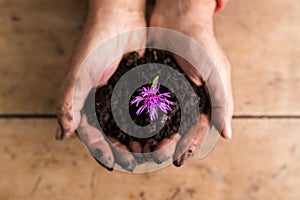 Top view of dirty hands holding a dainty purple flower in rich f