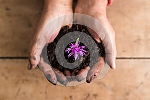 Top view of dirty hands holding a dainty purple flower in rich f photo