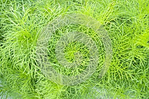 Top view Dog fennel (Eupatorium capillifolium) in the garden