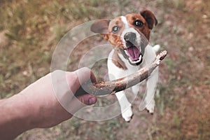Top view of dog jack russell terrier playing with wooden stick that owner holds, outdoors. Blurred image, selective