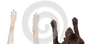 top view of dog legs sprawled out on an isolated white background