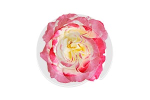 Top view Double Delight Hybrid Tea Rose