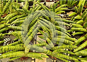 Top view Dracaena Angolensis or Cylindrical snake plant