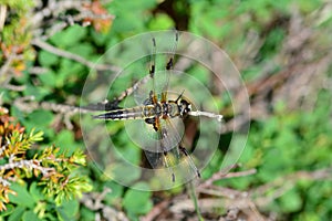 Top view of a dragon fly on a twig