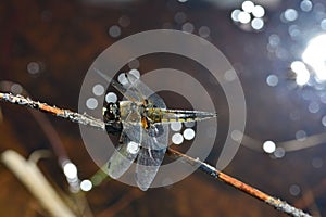 Top view of a dragon fly on a twig