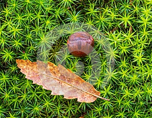 Top view of a dried leaf on Japanese green moss in a forest