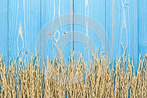 Dried paddy rice crop on blue wooden board. With free space for