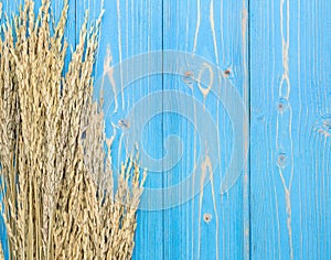 Dried paddy rice crop on blue wooden board. With free space for
