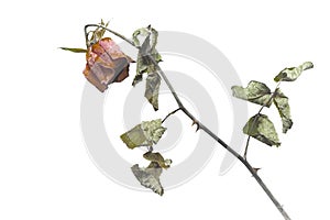 Top view of dried red rose and leaf.