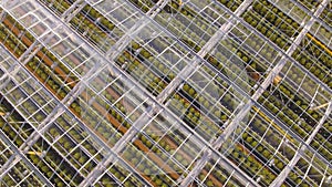 Top view drone flies over transparent roof of huge modern greenhouse through which green vegetable plantations are