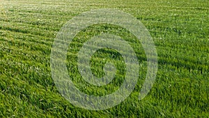 Top view from drone of the green country field. Natural grass as the pattern background.