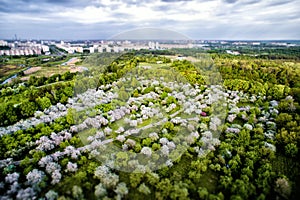 Top view from the drone to the apple orchard, park