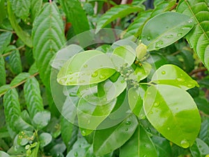 Top view of drops with branch and leaves Cape Jasmine as a background.