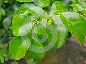 Top view of drops with branch and leaves Cape Jasmine as a background.