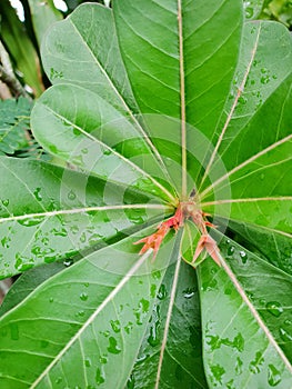 Top view of drops with branch and leaves desert rose as a background.