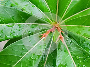 Top view of drops with branch and leaves desert rose as a background.