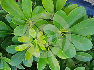 Top view of drops with branch and leaves dwarf umbrella or Octopus tree as a background.