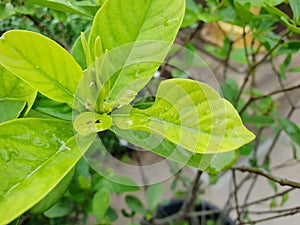 Top view of drops with branch and leaves Jasmine flower as a background.