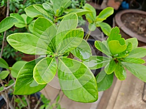 Top view of drops with branch and leaves Jasmine flower as a background.