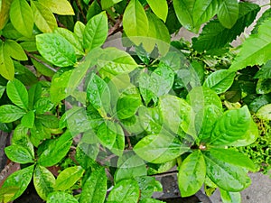 Top view of drops with branch and leaves Jasmine flower as a background.