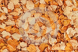 Top view of dry autumn leaves on the ground as fall season background