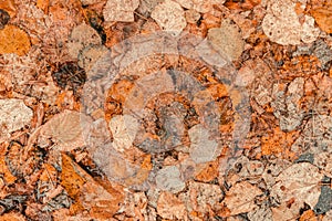 Top view of dry autumn leaves on the ground as fall season background