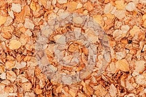 Top view of dry autumn leaves on the ground as fall season background