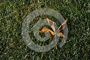 Top view of dry brown plane tree leaf on green grasses