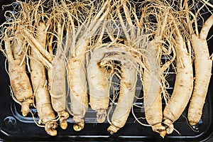 Top view of Dry Ginseng Roots.