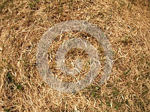 Top view of dry grass in the meadow