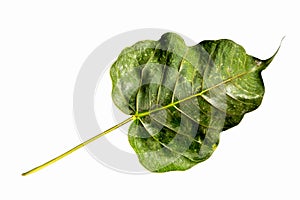 Top view of dry green mixed yellow pho leaf  or bothi leaf, bo leaf isolated on white background