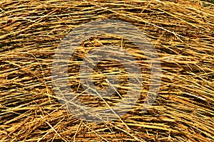 Top view of dry hay texture background