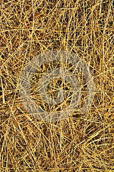 Top view of dry hay texture background