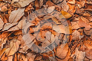 Top view of Dry leaves fall off. ideal for backgrounds and textures