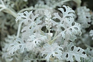 Top view of dusty miller plant