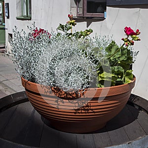 Top view of dusty miller plant.The flower of the Cineraria grows on the flowerbed on sunny summer day. Flowers for your design,