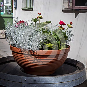 Top view of dusty miller plant.The flower of the Cineraria grows on the flowerbed on sunny summer day. Flowers for your design,