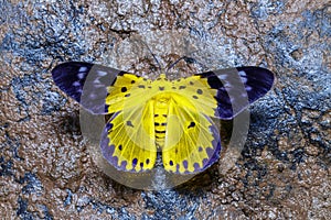 Top view of Dysphania militaris moths