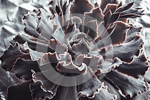 Top View of Echeveria Gibbiflora rosette. Exotic hybrid succulent plant, close-up