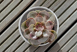 Top view of Echeveria Perle von Nurnberg (Flat rosettes) Succulent plant with purple and pink leaves in ceramic pot