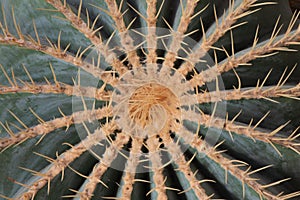 Top view of Echinocactus with spiral spines