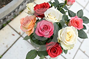 Eight roses seen from above