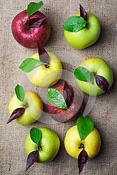 Top view of eight colorful apples with water drops and leaves on
