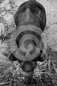 Top view of an elephant eating palm leaves