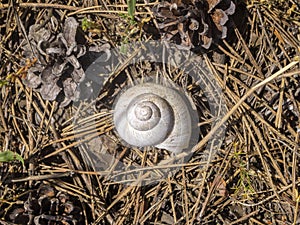 Top view of an empty Helix pomatia shell