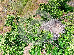 Top view of empty nest on green tree in steppe