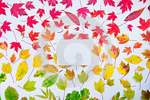 Top view empty rectangular canvas blank on autumn leaves gradient colorful rainbow background on white. Leaf pattern fall colors f